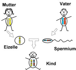 dna_vererbungsprinzip